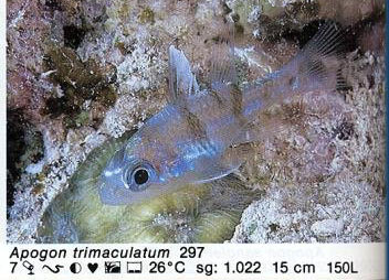Apogon trimaculatum